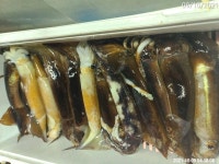 왕오징어출조함니다