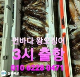 (南)남해조황 - 왕오징어 대장쿨러 가득~ 연이은 호조황