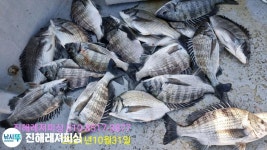 (南)남해조황 - 감성돔 ㅡ실시간 19수로 손맛 진행중