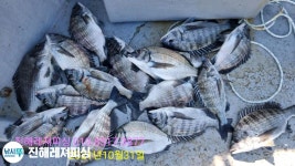 (南)남해조황 - 감성돔 ㅡ실시간 19수로 손맛 진행중