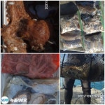 일요일 갑.쭈,문 조황입니다