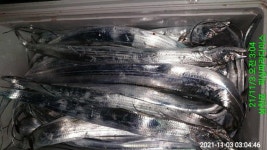 (南)남해조황 - ※※욕지권 칼치와 꽃개무리들(오늘예약중)