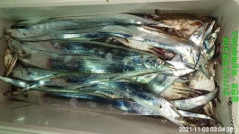 (南)남해조황 - ※※욕지권 칼치와 꽃개무리들(오늘예약중)