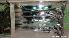 (南)남해조황 - ※※욕지권 칼치와 꽃개무리들(오늘예약중)
