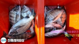 (南)남해조황 - 감성돔 ㅡ마릿수 손맛으로 좋습니다