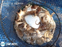 진해레전드■쭈/갑 씨알굿!마릿수 굿! 예약가능!■