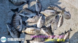 (南)남해조황 - 감성돔조황 ㅡ18수로 손맛보고 조기철수 .손맛굿굿