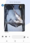 ((한사리))두미도 매일5짜감성돔들 보이고&마릿수까지 좋아요(주말&월요일까지 예약중)