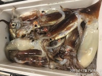 쭈꾸미/왕오징어~오늘.씨알큰놈들~손맛지데로보고!!예약가능