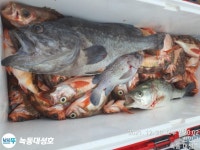 (西)서해조황 - 행운호(대성2), 쿨러 그득 그득~^^ 열기+우럭