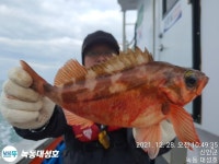 (西)서해조황 - 행운호(대성2), 쿨러 그득 그득~^^ 열기+우럭