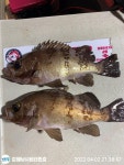 밤볼락30,31cm쿨러조황 월,화,수~예약가능