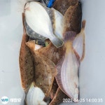 (東)동해조황 - 25일)최종!참가자미낚시맛집태창호토,일 여유석!