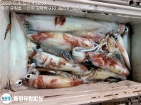 갈치조황++ - 통영유림)왕갈치 대박.씨알도 좋고마릿수도 굿~예약가능
