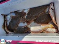 (東)동해조황 - 4일)최종!왕도다리와 참가자미 쿨러가득~!목:오후여유석