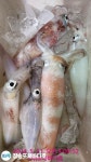 (南)남해조황 - 거제 뉴새바다호 한치 조황입니다
