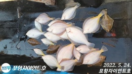 (東)동해조황 - 오늘오후 종합 도다리.참가자미 어마무시