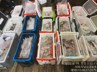 빅토리점 대포한치 1타3피2피~화수예약가능