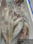 쭈.갑 먹물조황+ - 빅토리점 대포한치 최80수오늘도기본~낼화욜29일예약가능