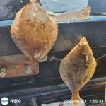 (東)동해조황 - 20일)실시간 ! 도달+가잠 뭉티기-화,수 9시예약중!