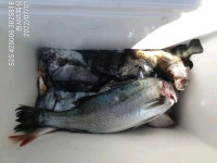 ((한사리))갈도권 전포인트~돌돔천국! 대물급 5짜돌돔만 보여주소서! (오늘부터 미끼 성개에도 확인되었네요)