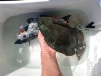 ((한사리))갈도 돌돔천국(제2탄) 원투.민장대.흘림낚시 모든장려에서 확인 곳! 대물5짜얼굴 볼수있을듯 합니다(월요일출조 예약중)