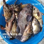 (東)동해조황 - 동해피싱ㅡ호래기및 이전 대박조황들