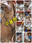참가자미 금주 폭탄마릿수푸레이드! 금 토 일 완전운동장! 황제낚시모집중! (뉴대양호)