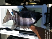 ((한사리))올해 첫 갈도산 대물돌돔55cm부터~돌돔(뺀찌들)부시리군단 때문에 엘보작살!