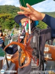 실시간~~돌문어 찿아서~~