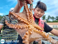 [매일출조] 심리 뉴나이스호 7/23~24 #문어 #백조기 조황