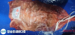 (南)남해조황 - 거제 새바다호 수요일 오후 돌문어 조황입니다