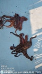 통영 풍화리 노을 그리고 참문어...