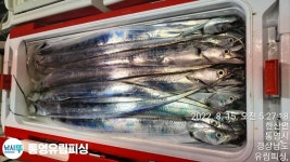 통영유림) 얼음없는 만쿨조황~17일부터 예약가능합니다