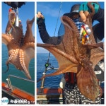 어제 문어조황 태풍지나고 20일부터 문.갑출조