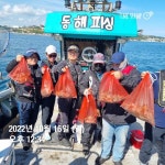 동해 돌문어 대박조황과 무늬오징어