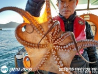 쭈꾸미 잼나네요실시간
