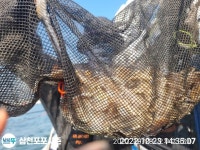 [포시즌피싱] 쭈꾸미 퍽퍽퍽 전원 3자리수 조황입니다