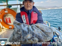 쭈꾸미 손맛이 잼나네요