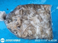 [다원피싱]쭈꾸미 이제는 싸이즈!! 문꾸미 만날 타임~