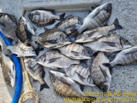 점주 선상조황(2022) 208 페이지 > 인낚ㅣ인터넷바다낚시