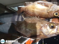 통영유림)실시간조황 왕열기.왕뽈락~30전후로 잘~올라옵니다