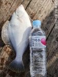 (南)남해조황 - [도다리]손맛/입맛좋습니다~ 회밥상맛나게드시고^ㅡ^ 내일예약가능합니다!