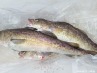 뉴해마호 대구조황입니다.....^^