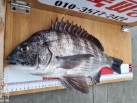 천국피싱~감성돔야간흘림실시간4짜4짜