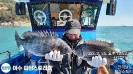 26일53cm외감성돔 조황입니다.