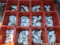 뉴태강호) 감성돔 묵직합니다~대물감성돔 흘림 조항입니다 ~(1자리 예약가능합니다)