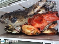 통영유림) 6짜우럭.4짜쏨벵이.3짜왕열기.뽈락조황(예약가능)