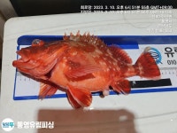 통영유림) 6짜우럭.4짜쏨벵이.3짜왕열기.뽈락조황(예약가능)