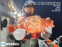 통영유림) 6짜우럭.4짜쏨벵이.3짜왕열기.뽈락조황(예약가능)